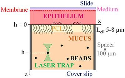 Mucus Microrheology Measured on Human Bronchial Epithelium Culture